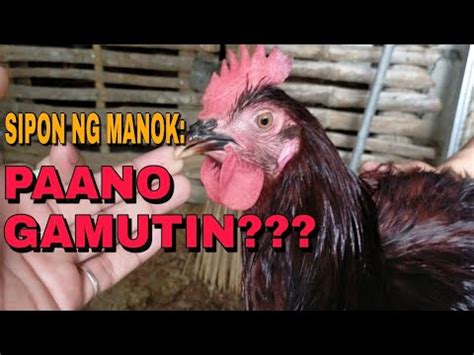 Paano gamutin ang halak ng manok .